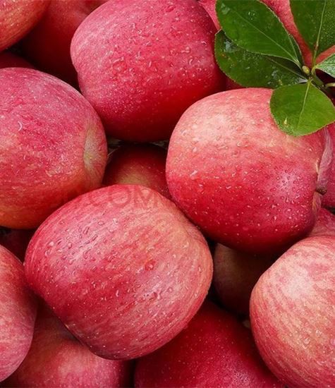 Všechny Druhy Jablek